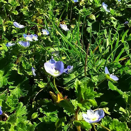 Farm stay Podere Borgognano *